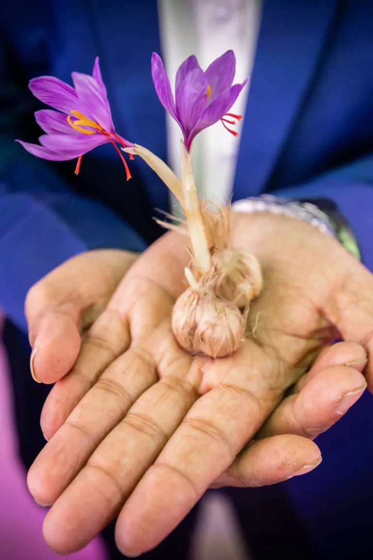 Best Ultimate Beginner’s Guide to Growing Saffron (Zafran) Bulbs at Home in Pakistan buy online in Pakistan at seed beej Growing Saffron bulbs planting and harvesting guide in Pakistan