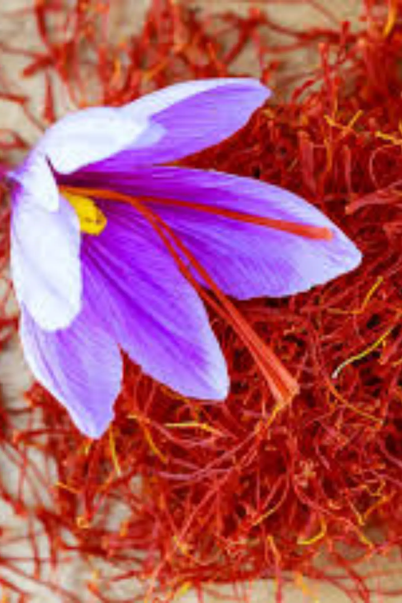 Growing Saffron bulbs planting and harvesting guide in Pakistan