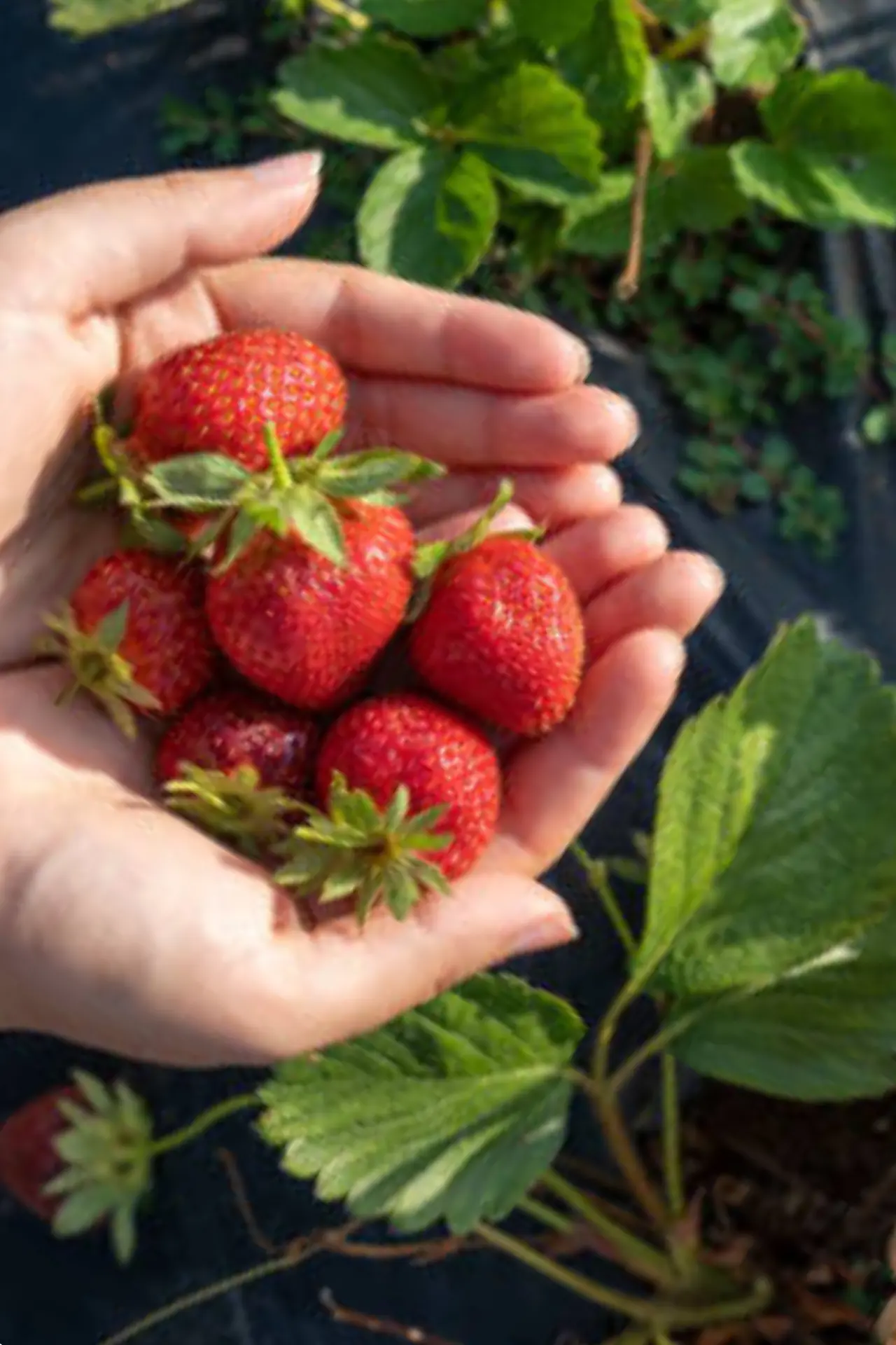 Strawberry roots growing in pots at home in Pakistan