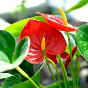 Anthurium plant with mix-colored glossy heart-shaped flowers Anthurium plant with mix-colored glossy heart-shaped flowers
