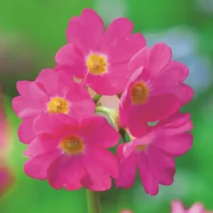 Primrose (Primula) mix color plant with soft winter flowers in bright shades Primrose (Primula) mix color plant with soft winter flowers in bright shades