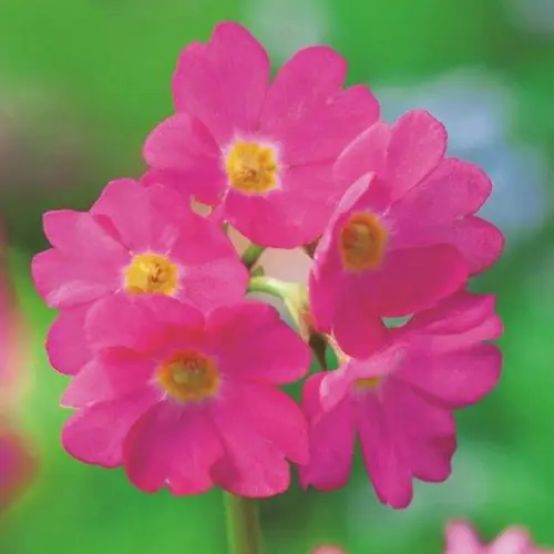 Primrose (Primula) mix color plant with soft winter flowers in bright shades Primrose (Primula) mix color plant with soft winter flowers in bright shades