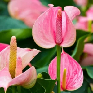 Anthurium plant with mix-colored glossy heart-shaped flowers Anthurium plant with mix-colored glossy heart-shaped flowers