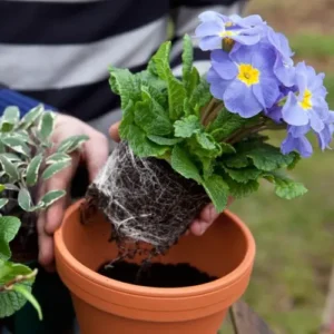 50 (6) Primrose (Primula) Plant (Mix Color)