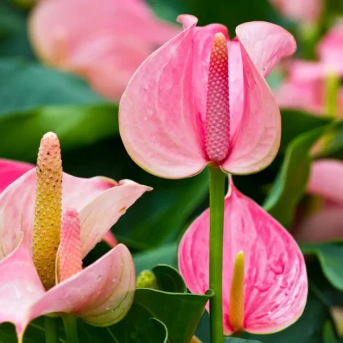 Anthurium plant with mix-colored glossy heart-shaped flowers