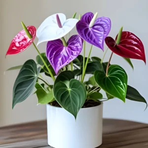 51 (1) Anthurium Plant (Mix Colors)