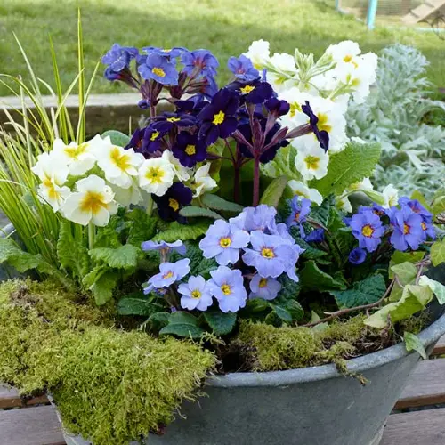 51 (9) Primrose (Primula) Plant (Mix Color)