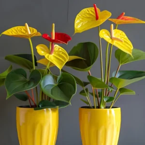 52 (1) Anthurium Plant (Mix Colors)