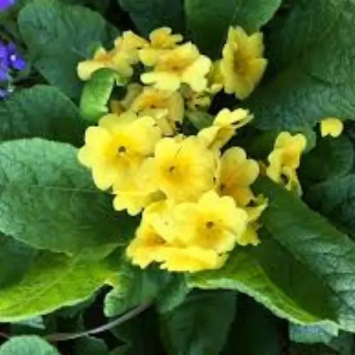 52 (11) Primrose (Primula) Plant (Mix Color)