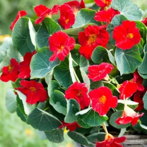52 Nasturtium Plant (Mix Colors)