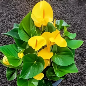 53 (1) Anthurium Plant (Mix Colors)