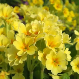 53 (11) Primrose (Primula) Plant (Mix Color)