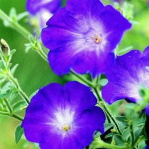 53 Nasturtium Plant (Mix Colors)