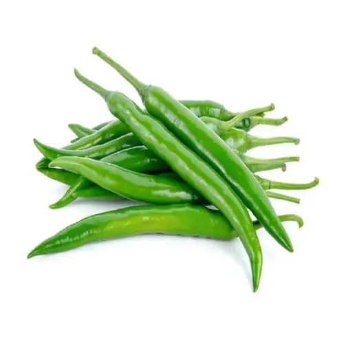 Indian Long Desi Mirch plant with fiery red chillies