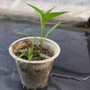 Mature Long Hybrid Chilli plant producing slender green chillies Mature Long Hybrid Chilli plant producing slender green chillies