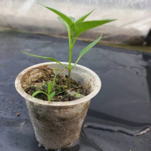 Mature Long Hybrid Chilli plant producing slender green chillies