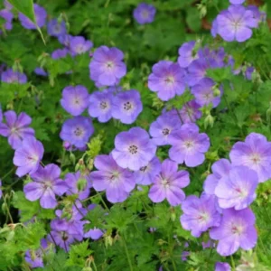 Peperomia Rotundifolia Mix Color