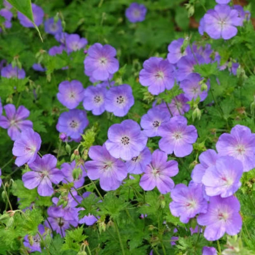 Peperomia Rotundifolia Mix Color