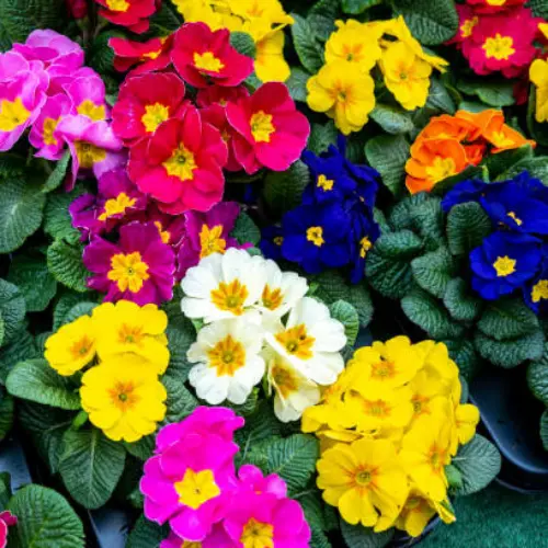 Primrose (Primula) mix color plant with soft winter flowers in bright shades