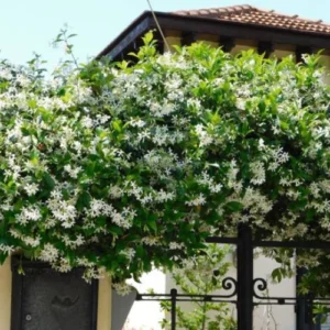 Star jasmine plant with white fragrant flowers growing on garden wall Star jasmine plant with white fragrant flowers growing on garden wall