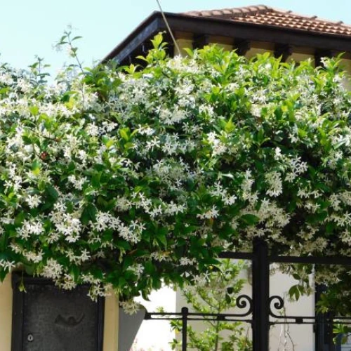 Star jasmine plant with white fragrant flowers growing on garden wall Star jasmine plant with white fragrant flowers growing on garden wall
