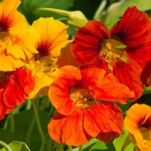 Round-leaf nasturtium plant showing vibrant mixed-color flowers Round-leaf nasturtium plant showing vibrant mixed-color flowers