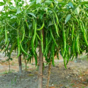 55 (10) Chilli Long Hybrid F1 Seedlings (پنیری)