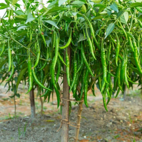 55 (10) Chilli Long Hybrid F1 Seedlings (پنیری)