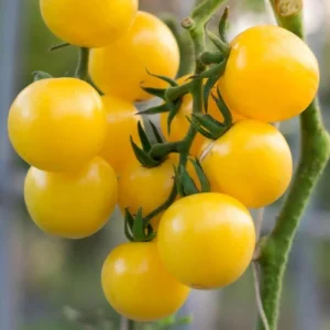 Yellow Cherry Tomato Seedlings (پنیری) Yellow Cherry Tomato Seedlings (پنیری)