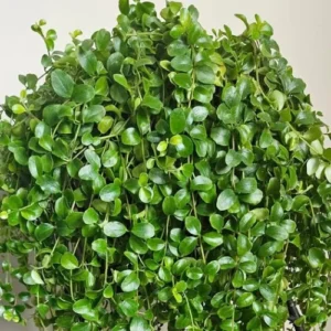 Peperomia Rotundifolia round leaf trailing plant in indoor pot Peperomia Rotundifolia round leaf trailing plant in indoor pot