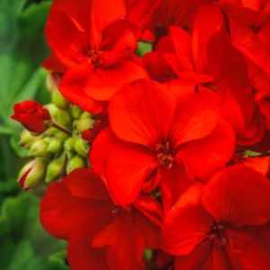 Peperomia Rotundifolia Mix Color
