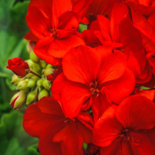 Peperomia Rotundifolia Mix Color