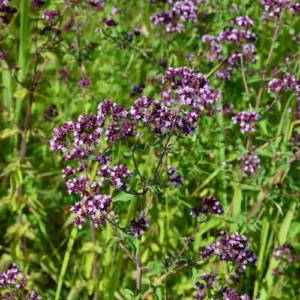 Fresh Wild Oregano Leaves in Home Garden