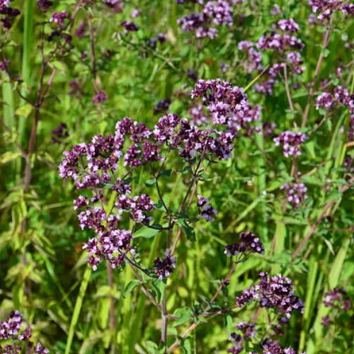 Fresh Wild Oregano Leaves in Home Garden