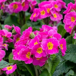 55 (16) Primrose (Primula) Plant (Mix Color)