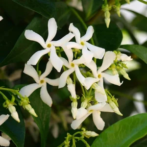 Star jasmine plant with white fragrant flowers growing on garden wall Star jasmine plant with white fragrant flowers growing on garden wall