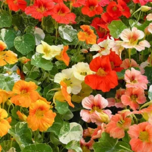 Nasturtium Mix Color flowering plant with bright red and orange blooms Nasturtium Mix Color flowering plant with bright red and orange blooms