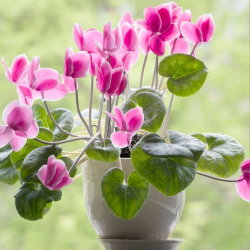 Cyclamen Mix Colour Plant