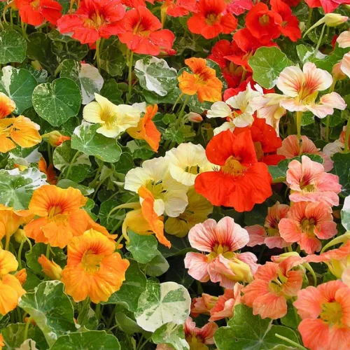 Nasturtium Mix Color flowering plant with bright red and orange blooms