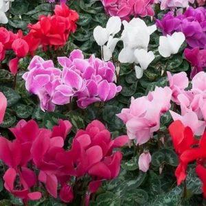 Cyclamen Mix Colour Plant with vibrant winter blooms in pot