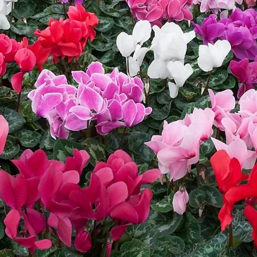 Cyclamen Mix Colour Plant with vibrant winter blooms in pot Cyclamen Mix Colour Plant with vibrant winter blooms in pot