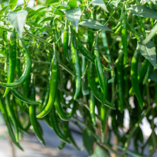 Healthy Long Chilli Hybrid F1 Seedling with fresh green leaves Healthy Long Chilli Hybrid F1 Seedling with fresh green leaves