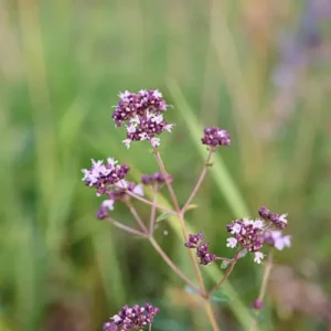 Wild Oregano Plant Growing from Seeds