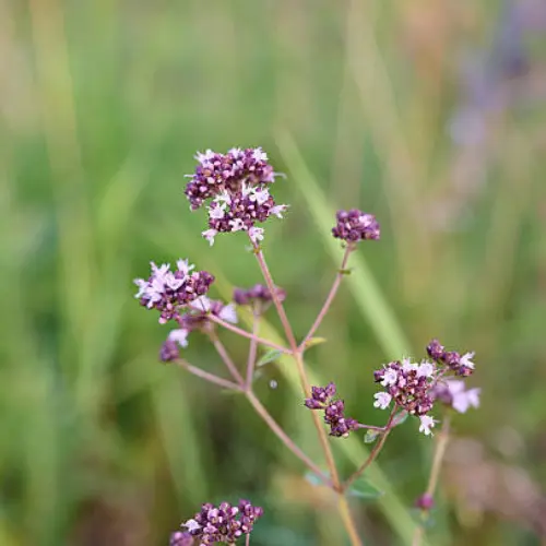 Wild Oregano Plant Growing from Seeds