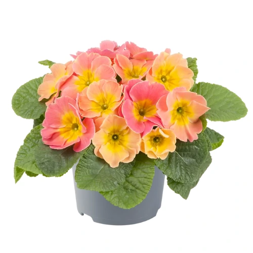 Primrose (Primula) mix color plant with soft winter flowers in bright shades Primrose (Primula) mix color plant with soft winter flowers in bright shades