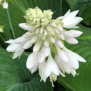 Hosta (Plantaginea) Lily – 5 Bulbs