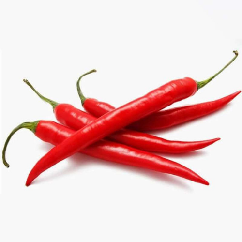 Thai Long Red Hot Chilli Plant with Vibrant Red Fruits