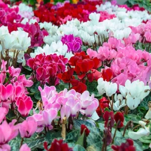 Cyclamen Mix Colour Plant
