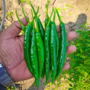 Mature Long Hybrid Chilli plant producing slender green chillies Mature Long Hybrid Chilli plant producing slender green chillies