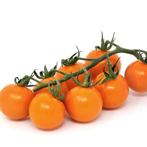 Orange Cherry Tomato Seedlings (پنیری) – Hybrid F1